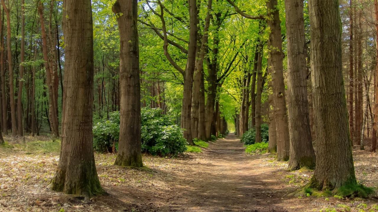 Vakantiehuis In Een Prachtige Bosrijke Omgeving In Twente! Bornerbroek Екстериор снимка